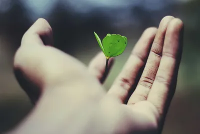 A sprout growing from a hand holding a seed.